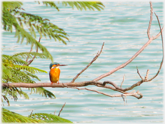 Kingfisher